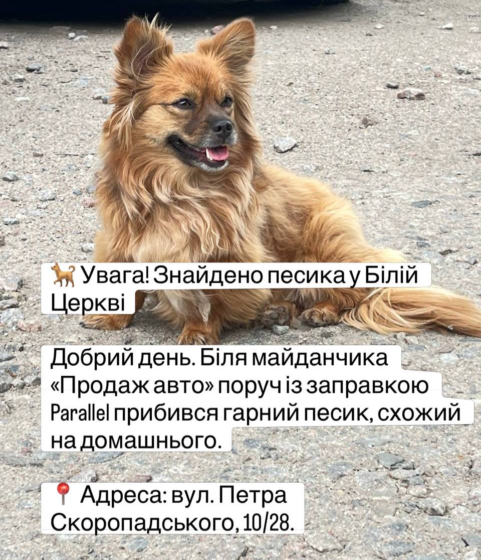 🐕 Увага! Знайдено песика у Білій Церкві