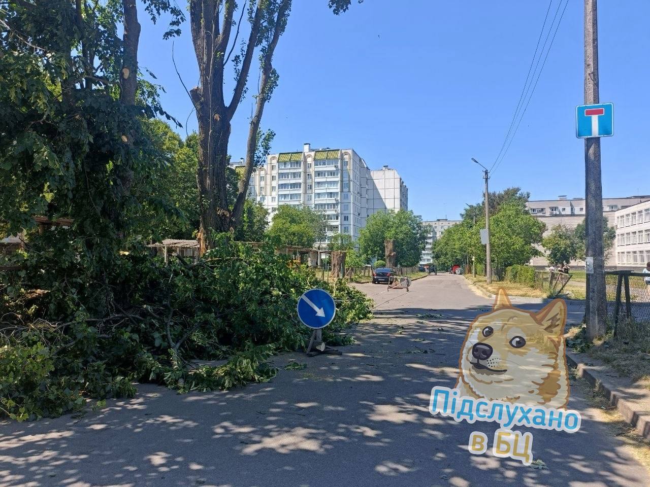 "Біля школи №20 нищать дерева! 🤬🌳"